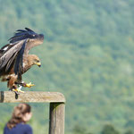 Vogelschau im Adler- und Wolfspark auf der Kasselburg
