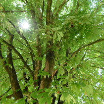 9. Aus dem Herzen der Natur