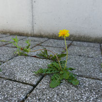 9. Grasgeflüster