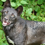Wolf im Adler- und Wolfspark auf der Kasselburg